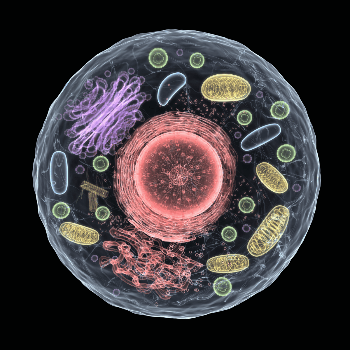 Mitochondria - By Dr Harold Gunatillake